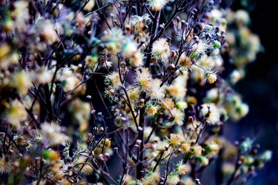White Flowers Blossoming On Plant