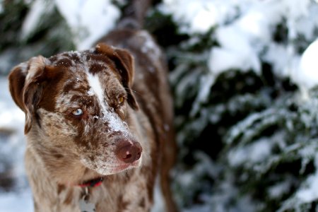 Mr Snow Nose photo