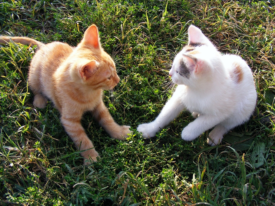 Playing animals kitty