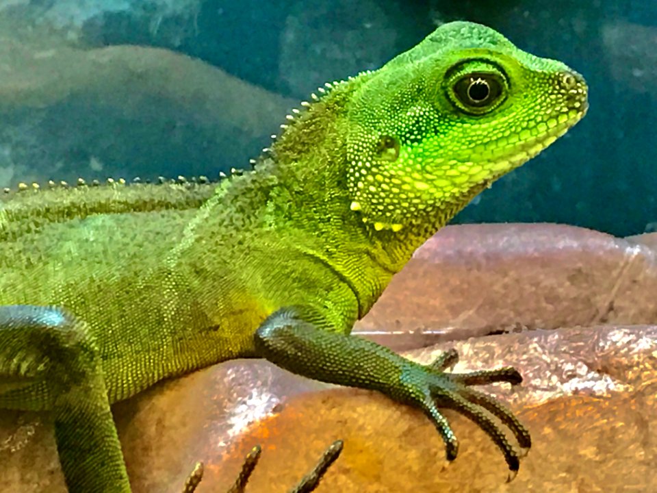 Portrait Of Green Lizard