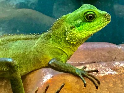 Portrait Of Green Lizard