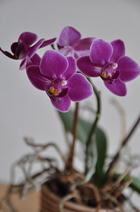 Blossom bloom plant