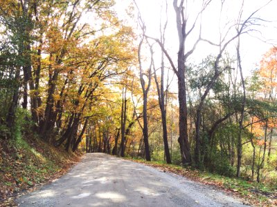Path Through Autumn Trees photo