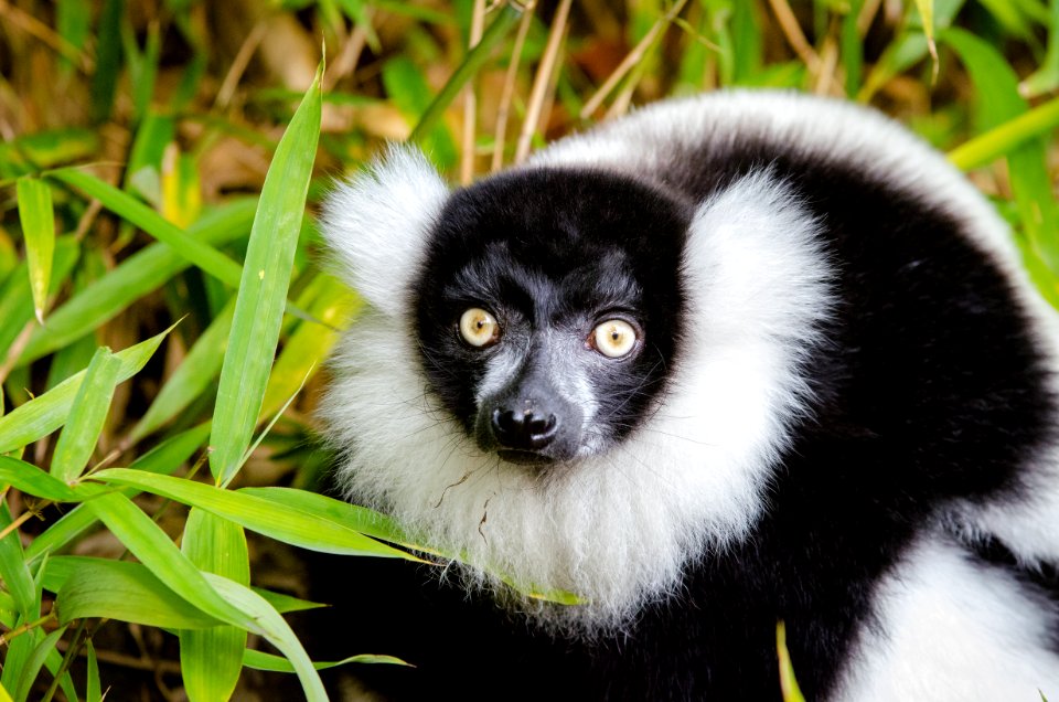 Black And White Ruffed Lemur
