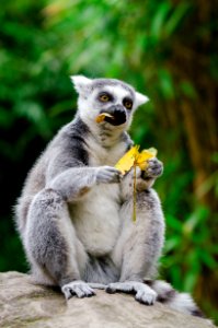 Ring-Tailed Lemur