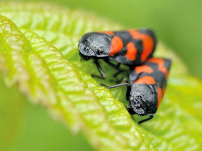 Black And Orange Insect Eating Green Leaf During Daytime In Camera Focus Photography photo