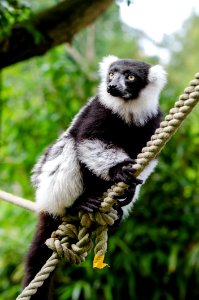 Black-and-white Ruffed Lemur