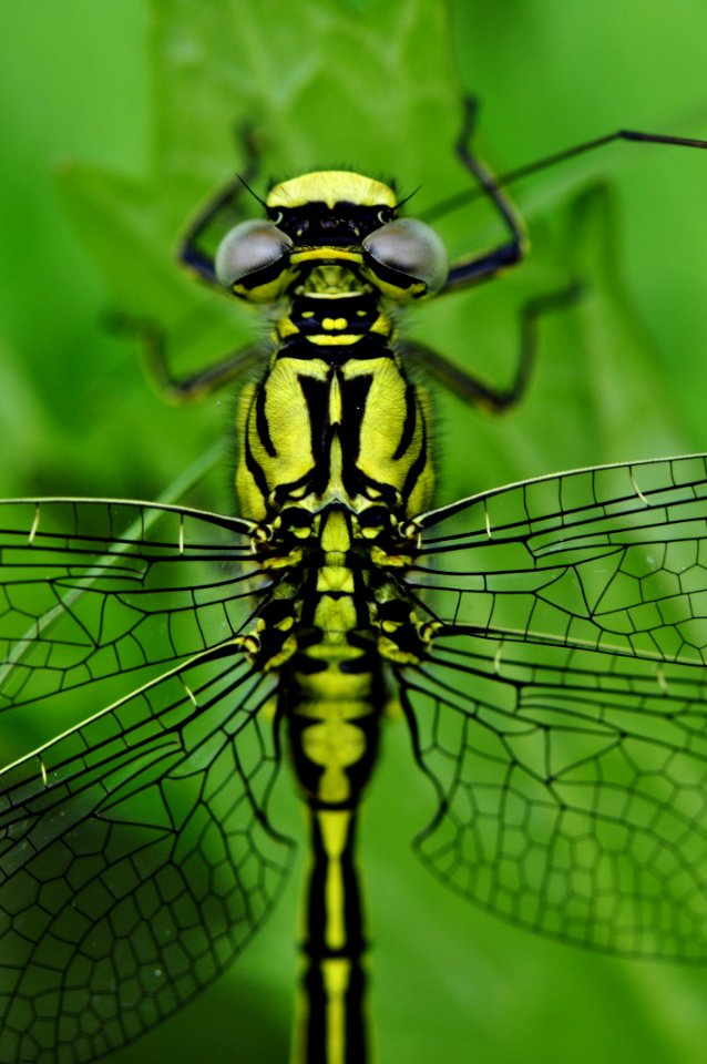 Yellow Black Dragonfly