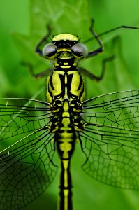 Yellow Black Dragonfly photo