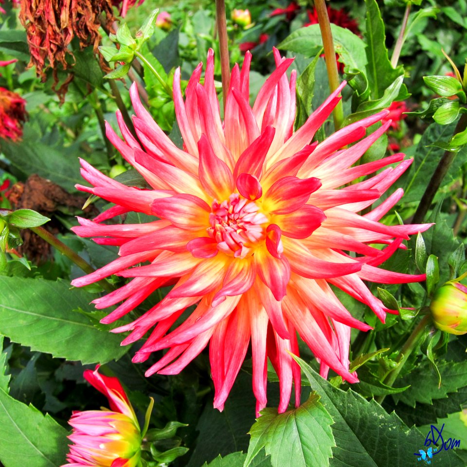 Dahlias