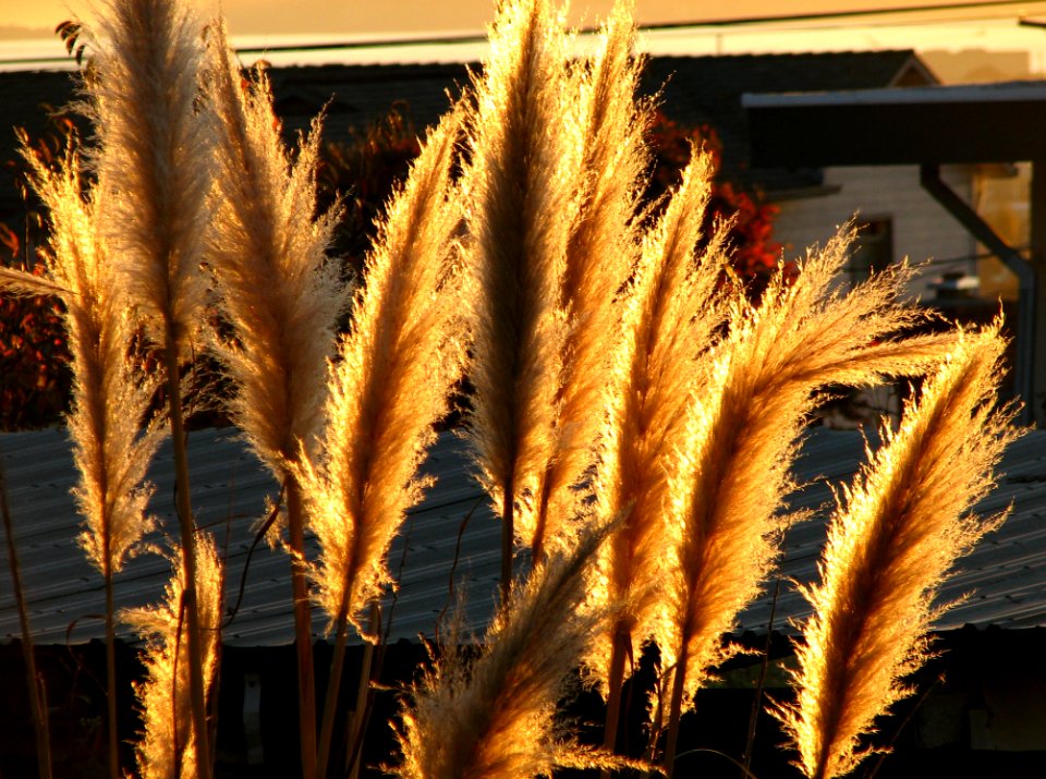 Backlit Pampas Grass