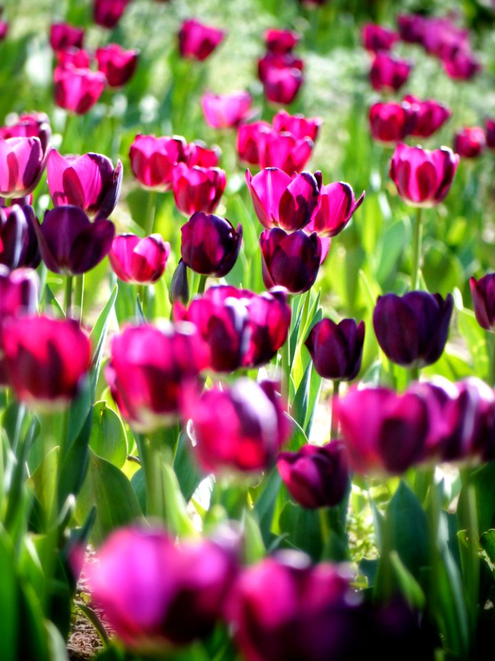 Pink Tulips photo