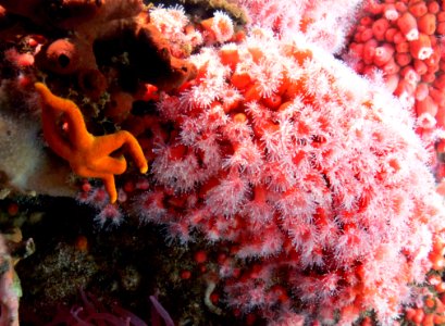 Anemones (9)