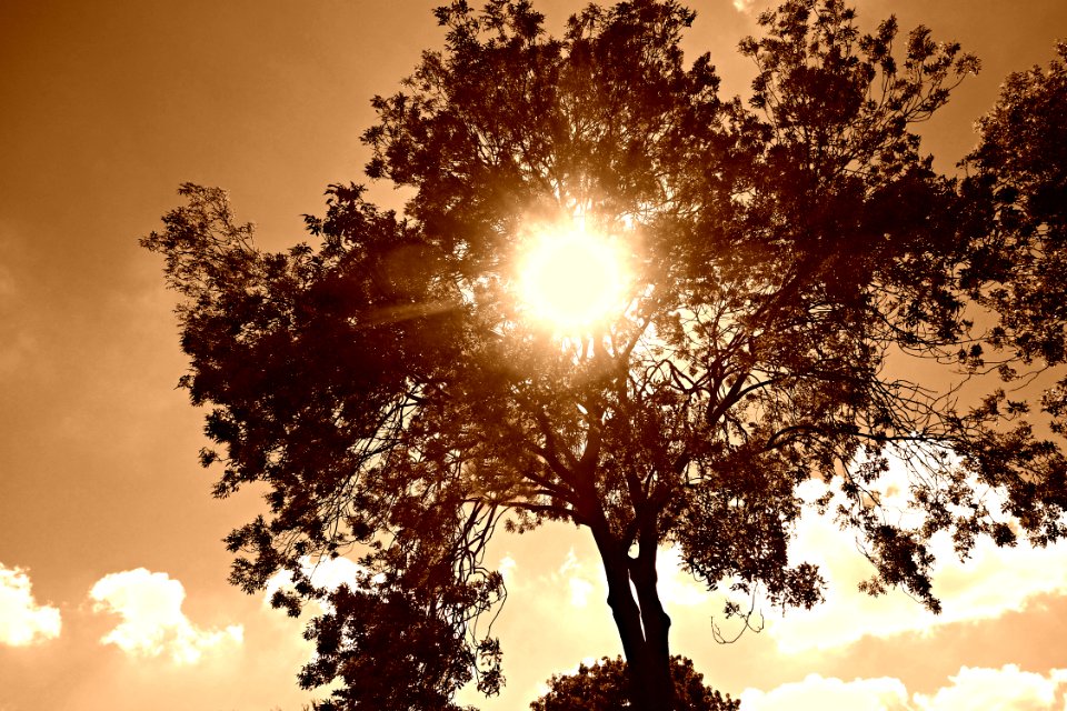 PUBLIC DOMAIN DEDICATION Pixabay - Pexels Digionbew 14 06-08-16 Sun Through Tree Top LOW RES DSC08135 photo