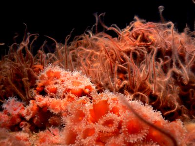 Anemones (6)