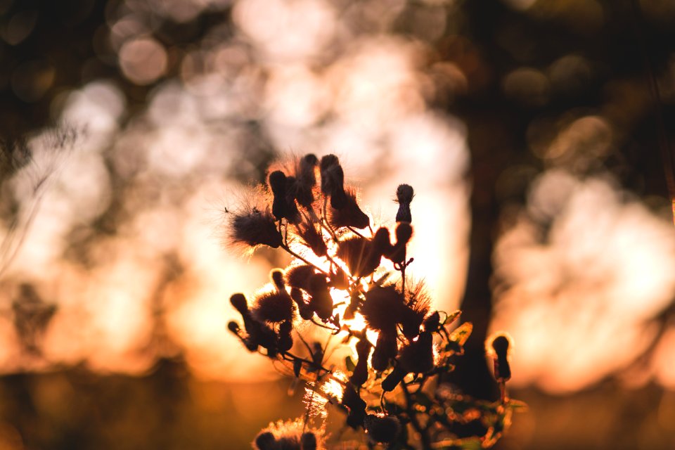Thistle In Sunset Light