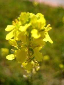 Flowers And Plants