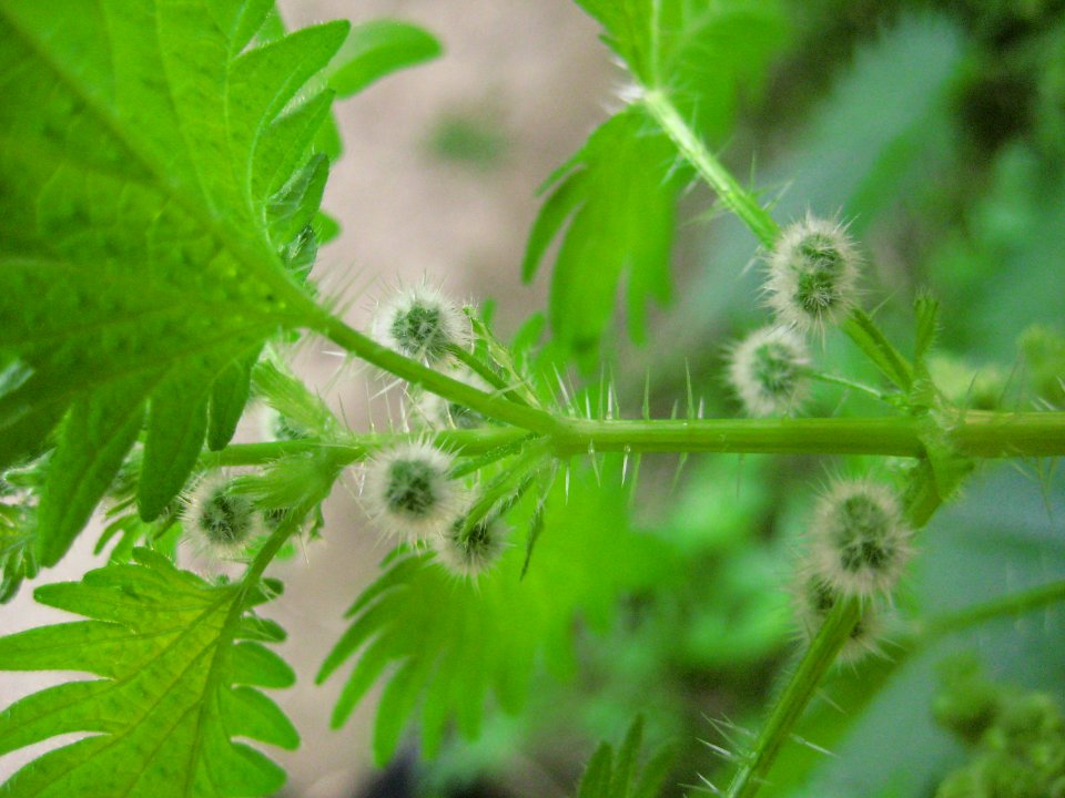 Flowers And Plants