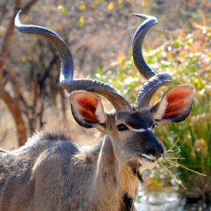 Brown Deer Eating Grass photo