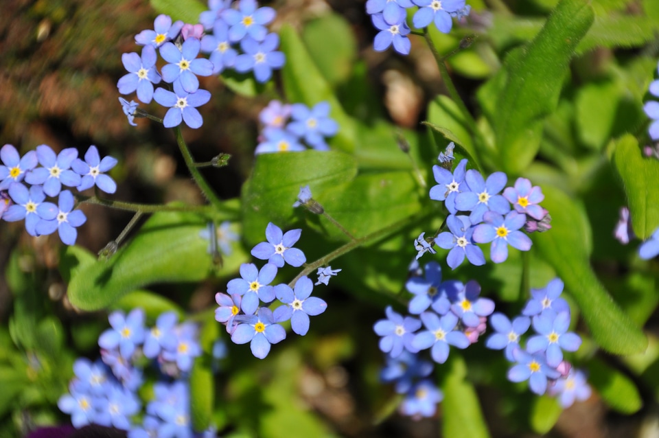 Pointed flower plant bloom
