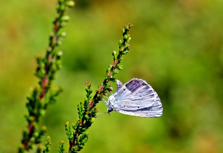 Shallow Focus Photography Of Blue Butterfly photo