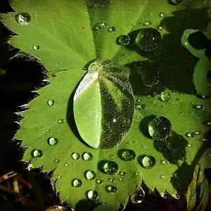 Drip plant green