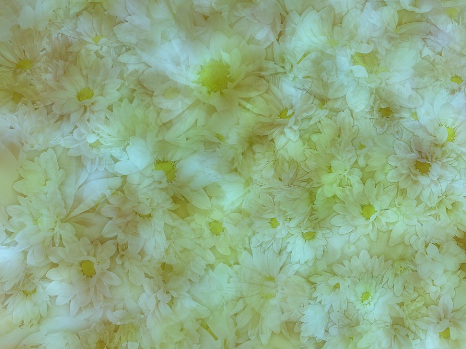 Free Texture - Sunlight On Daisies