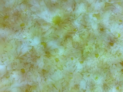 Free Texture - Sunlight On Daisies