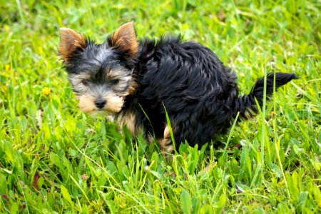 Yorkshire Terrier Puppy On Green Grass Field