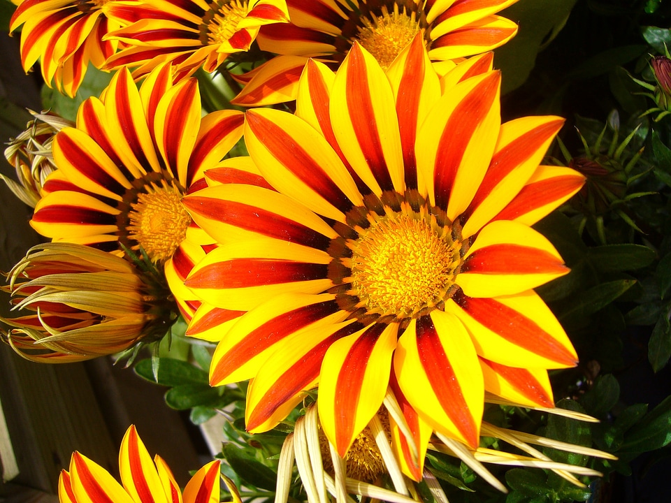 Colorful bright flora