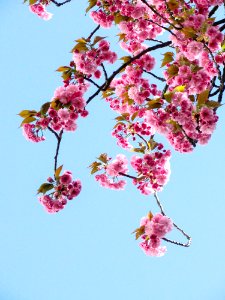 Low Angle View Of Pink Flowers Against Blue Sky