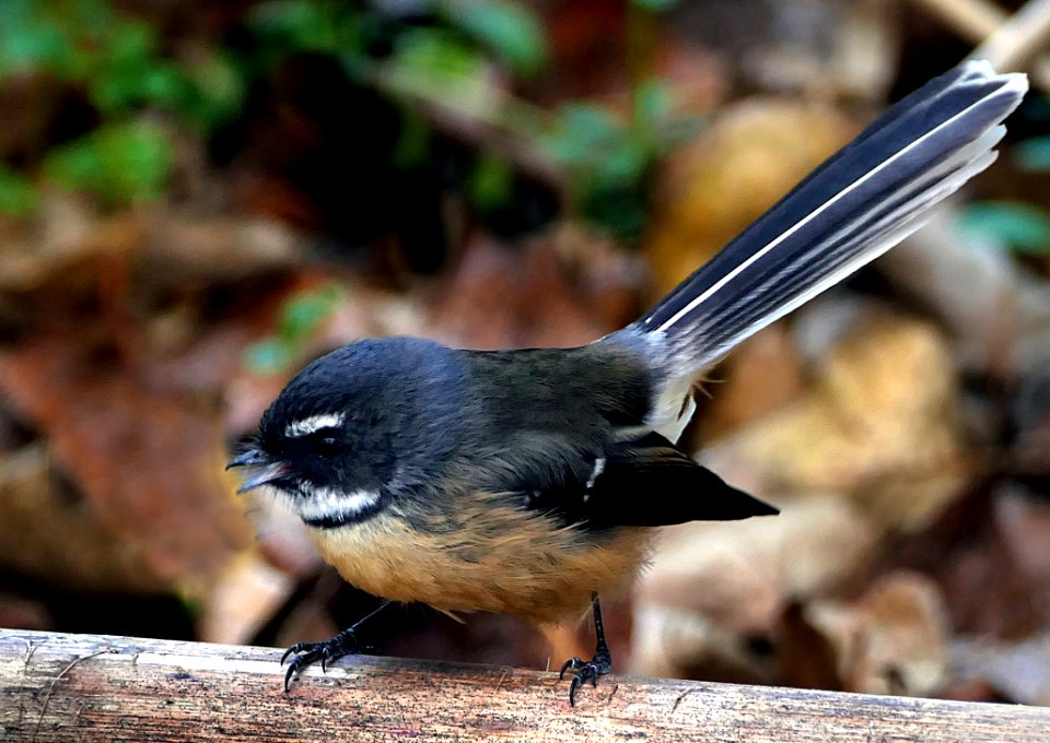 Fantail (Rhipidura Fuliginosa)