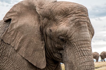 Elephants On Brown Grass Under White Sky photo