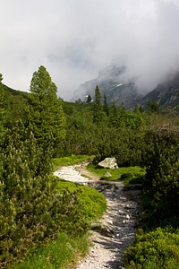 Woods woodland nature