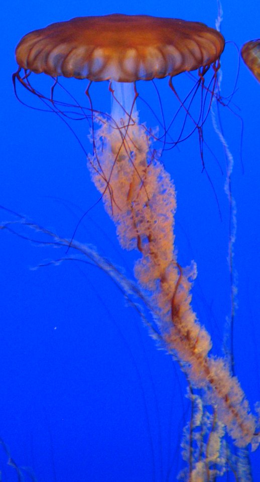 Sea Nettle
