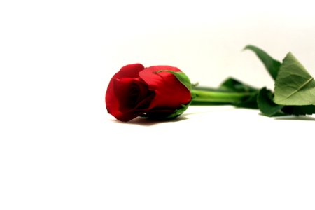 Red Rose 1