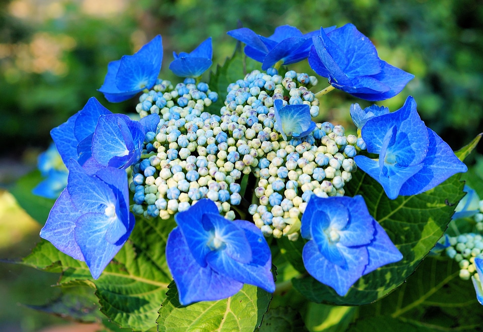 Blue inflorescence tender