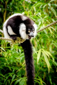 Black And White Ruffed Lemur