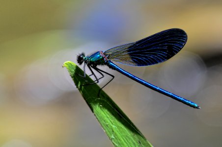 Caballito Del Diablo (Zygoptera)