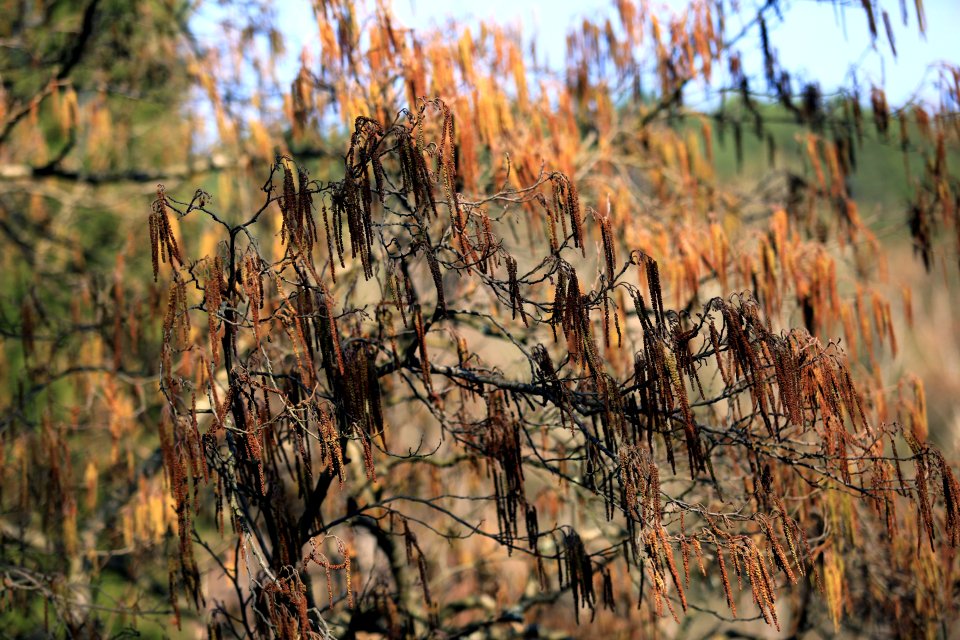 Fall Leave On Sunny Branch
