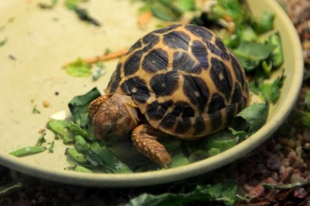 Baby Turtle