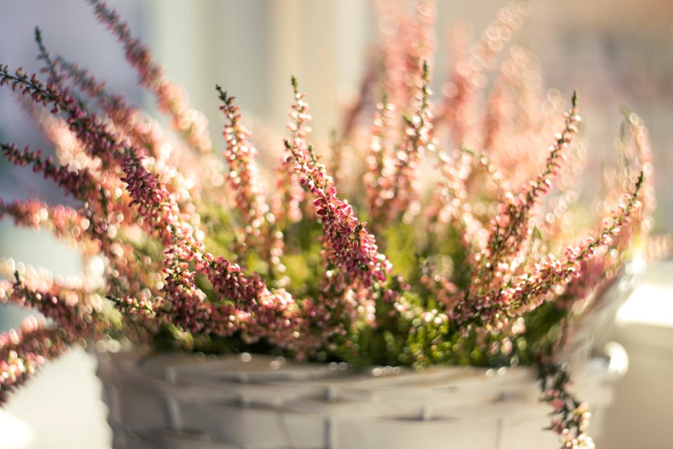 Flowers In Basket photo