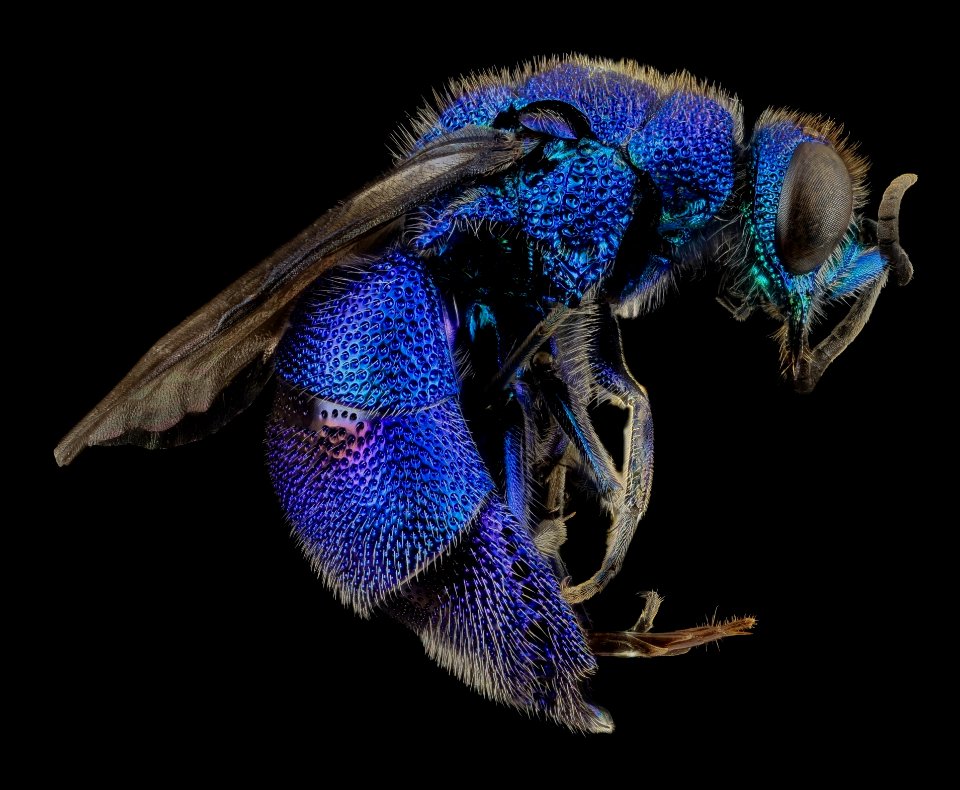 Blue And Black Flying Insects