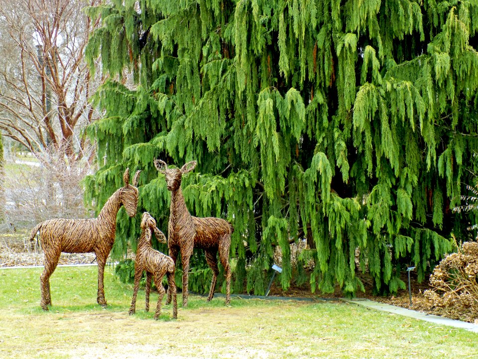 Deer Family