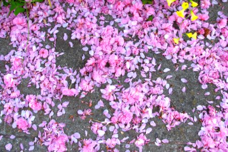 Fruit Tree Blossoms (pink Snow)