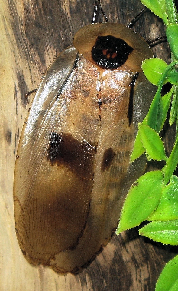 Cockroaches insect ugly