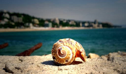 Brown Shell On Stone Near In Sea