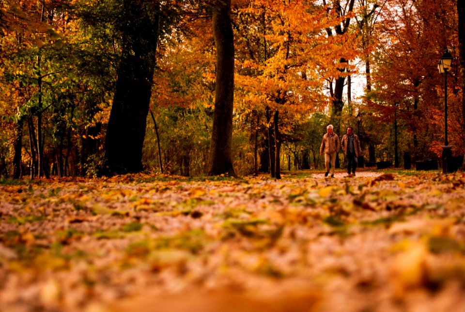 View Of Trees In Forest During Autumn