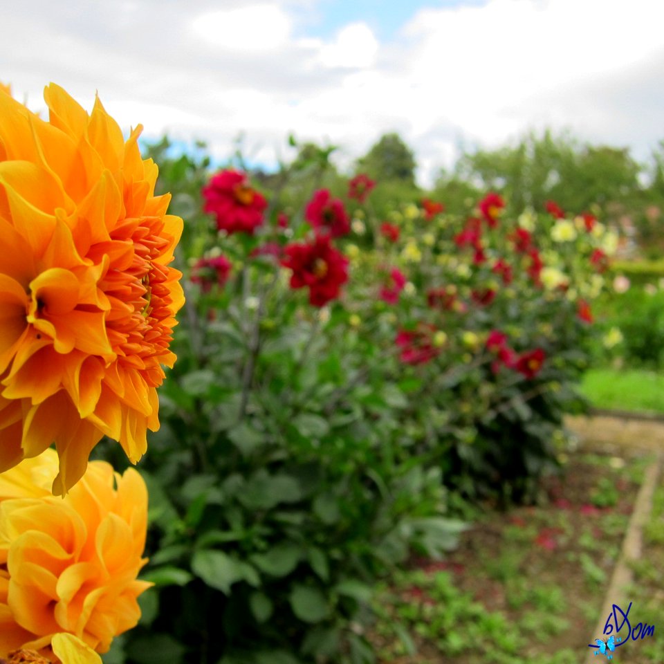 Dahlias