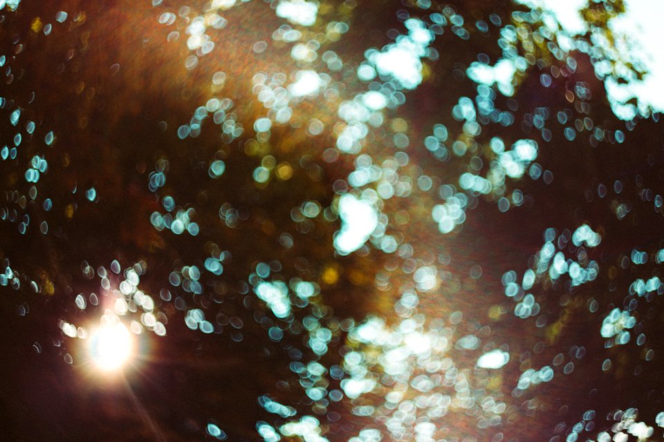 Defocused Tree Bokeh